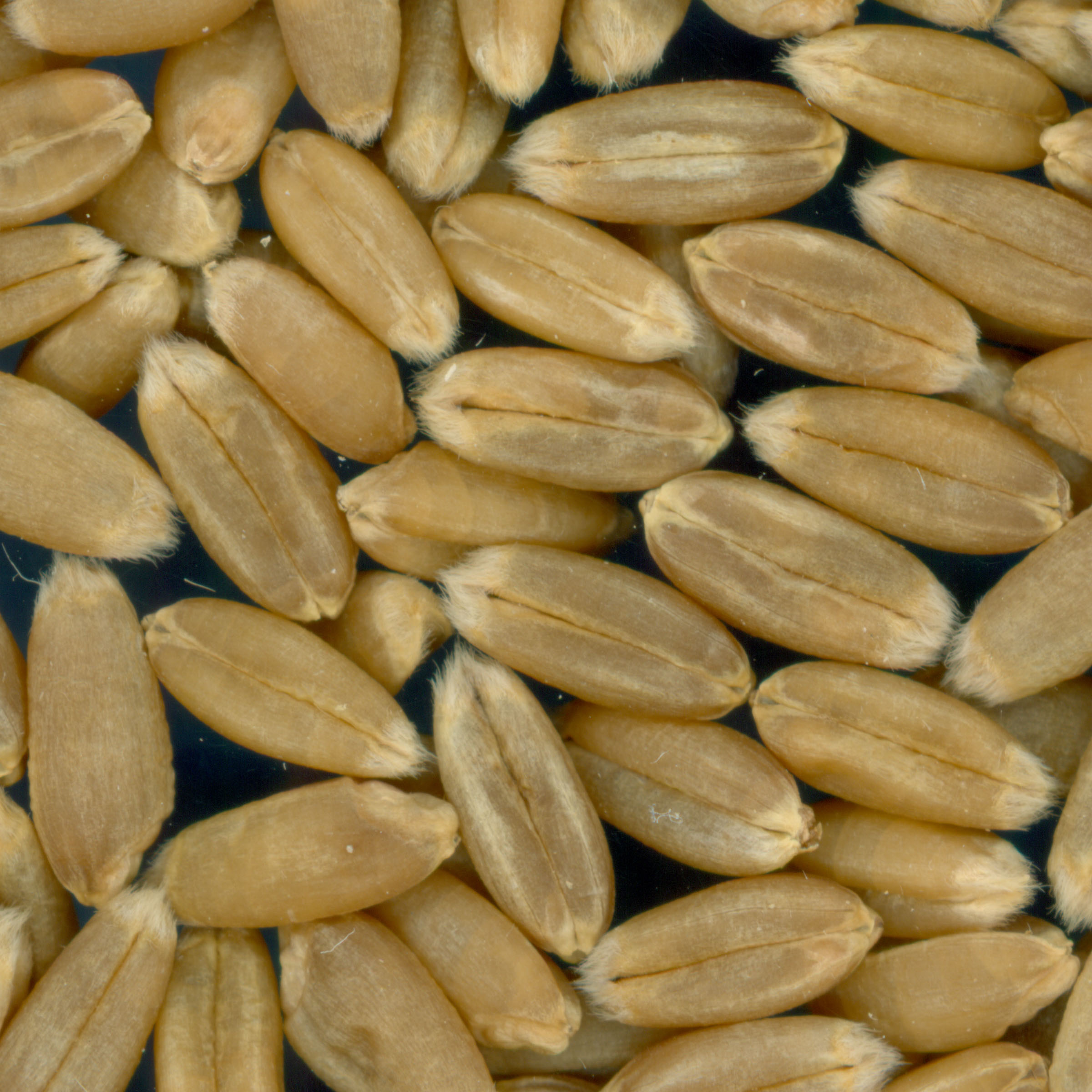 Click for 3 image(s) for this accession. KERNELS
